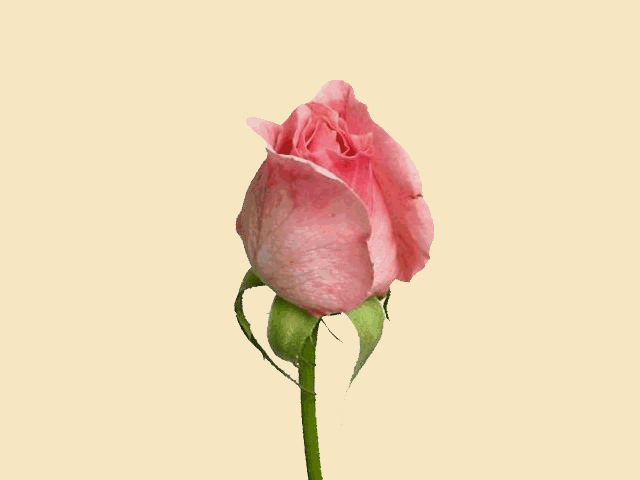 гламурные Анимации Розы, графические рисунки Розы