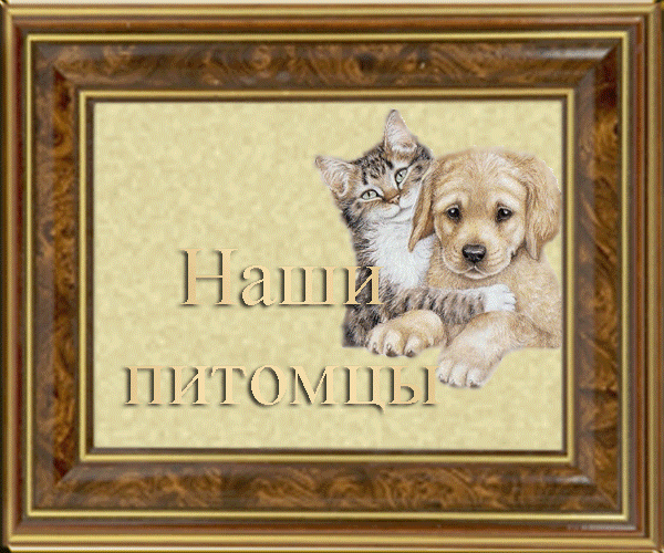 гламурные Анимации Кошки, графические рисунки Кошки